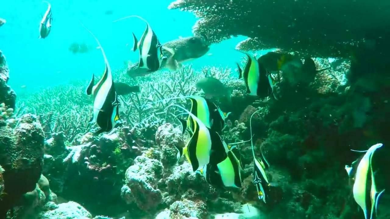 Pousada Vale Encantado São Miguel dos Milagres Eksteriør billede
